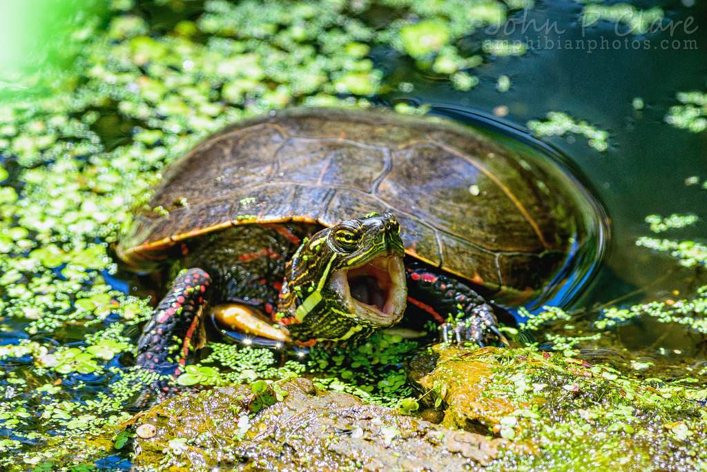 What YOU can do to protect Ohio turtles! Sierra Club